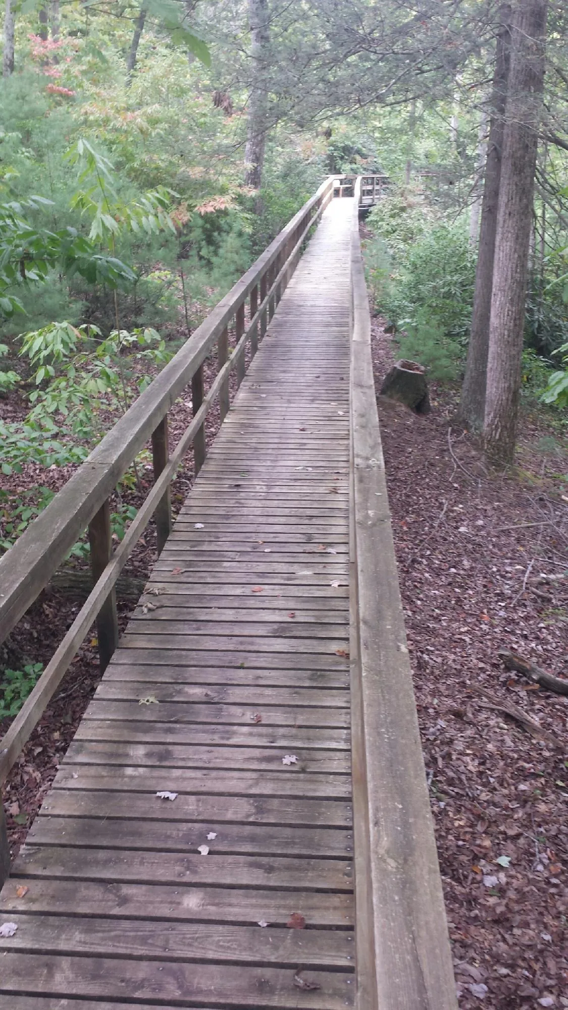Long wood walkway with handrails built through the woods in Cadillac